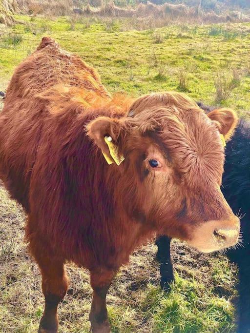 The Cosy Farm Cottage, Donegal Inver 외부 사진